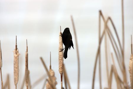 Red Winged Blackbird の写真素材