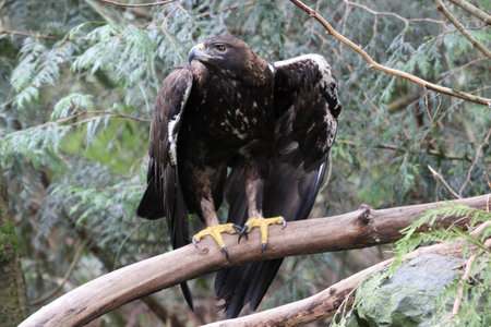 Golden Eagle @ Northwest Trek Wildlife Park