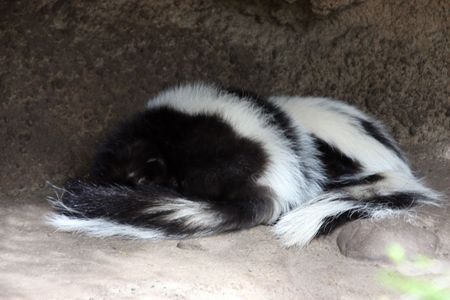 Striped Skunk @ Northwest Trek Wildlife Park, WA.の写真素材