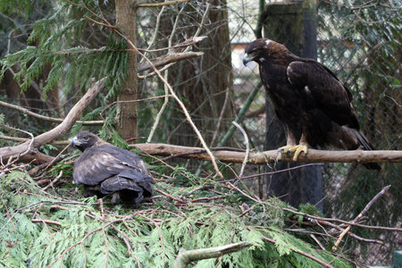 Golden Eagle.  Photo taken at Northwest Trek Wildlife Park, WA.