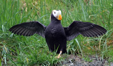 Tufted Puffin.  Photo taken at Point Defiance Zoo, WA.の写真素材