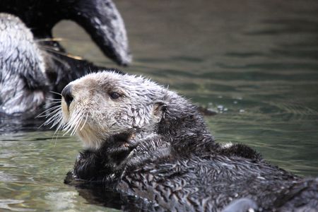 Sea Otter.  Photo taken at Point Defiance Zoo, WA.の写真素材