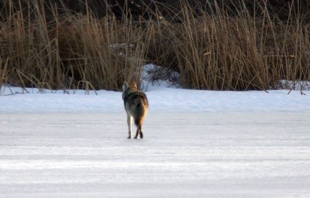 Coyote.  Photo taken at Lower Klamath National Wildlife Refuge, CA.の写真素材