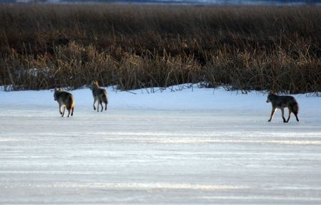 Coyote.  Photo taken at Lower Klamath National Wildlife Refuge, CA.の写真素材
