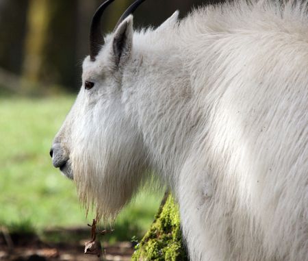 Mountain Goat.  Photo taken at Northwest Trek Wildlife Park, WA.の写真素材