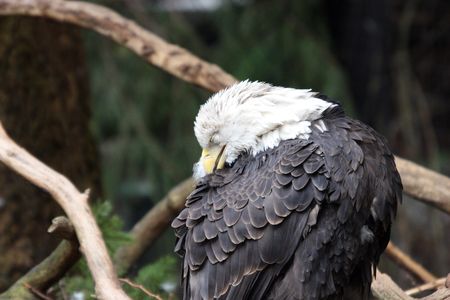 Bald Eagle.  Photo taken at Northwest Trek Wildlife Park, WA.の写真素材