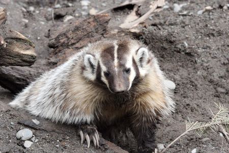 Badger.  Photo taken at Northwest Trek Wildlife Park, WA.の写真素材