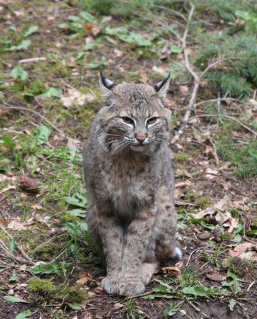 Bobcat.  Photo taken at Northwest Trek Wildlife Park, WA.の写真素材