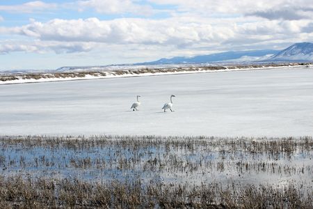 Tundra Swan.  Photo taken at Lower Klamath National Wildlife Refuge, CA.の写真素材