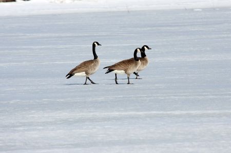 Canada Goose.  Photo taken at Lower Klamath National Wildlife Refuge, CA.の写真素材