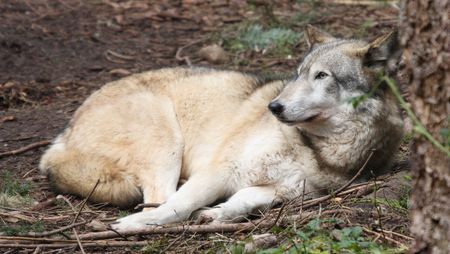 Grey Wolf.  Photo taken at Northwest Trek Wildlife Park, WA.の写真素材