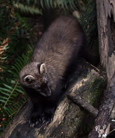 Fisher.  Photo taken at Northwest Trek Wildlife Park, WA.の写真素材