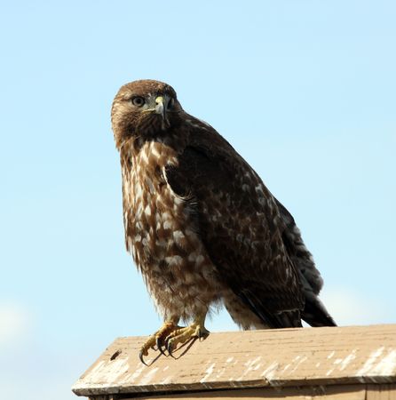 Immature Red Tailed Hawk.  Photo taken at Lower Klamath National Wildlife Refuge, CA.の写真素材