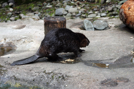 Beaver.  Photo taken at Northwest Trek Wildlife Park, WA.