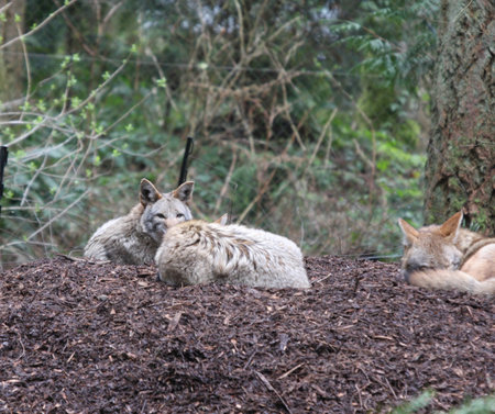 Coyote.  Photo taken at Northwest Trek Wildlife Park, WA.
