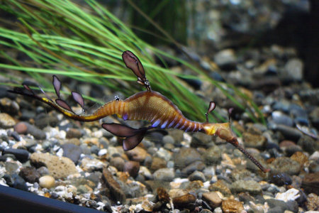 Leafy Sea Dragon.  Photo taken at Point Defiance Zoo, WA.の写真素材