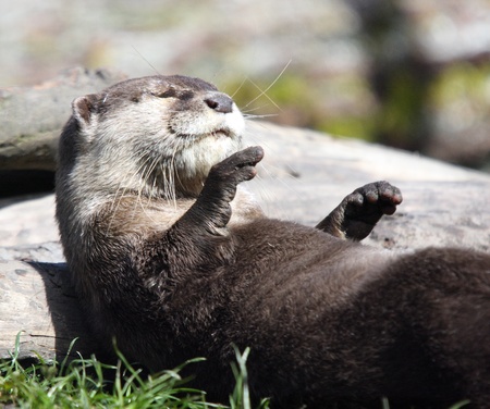 Asian Small Clawed Otter.  Photo taken at Point Defiance Zoo, WA.の写真素材