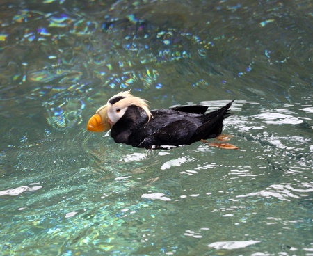 Tufted Puffin.  Photo taken at Point Defiance Zoo, WA.の写真素材
