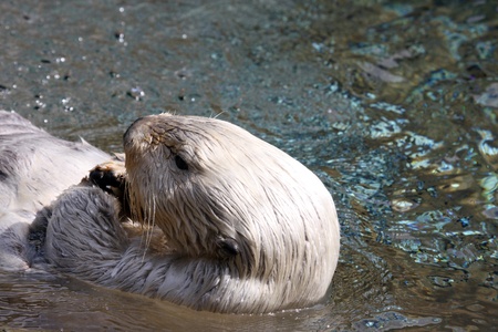 Sea Otterの写真素材