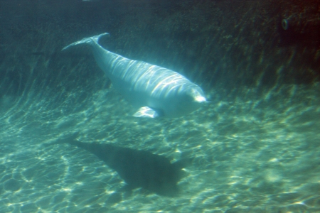 Beluga Whale   の写真素材