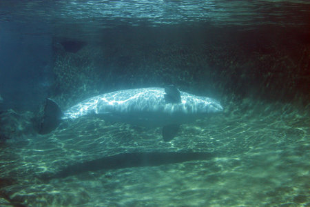 Beluga Whale   Photo taken at Point Defiance Zoo, WA 