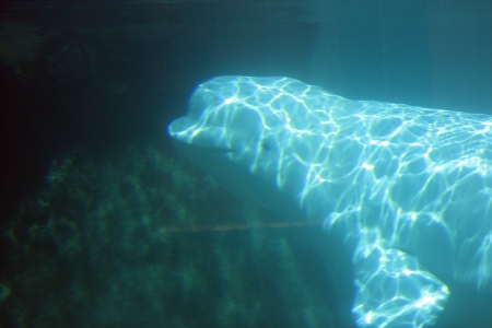 Beluga Whale  の写真素材