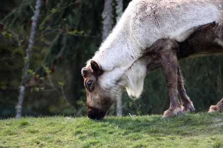 Caribou   Photo taken at Point Defiance Zoo, WA の写真素材