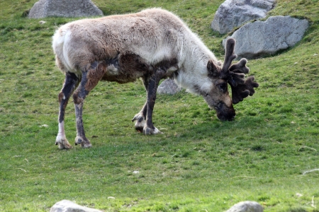 Caribou   Photo taken at Point Defiance Zoo, WA の写真素材