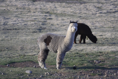 Alpaca in Fieldの写真素材