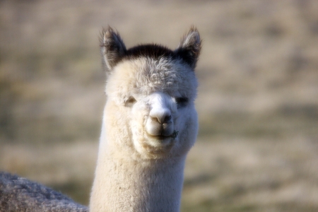 Alpaca in Fieldの写真素材
