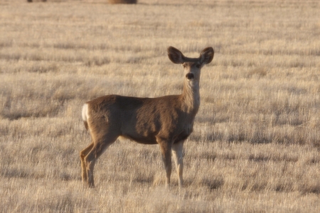 Deer in Fieldの写真素材