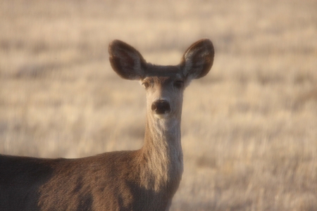 Deer in Fieldの写真素材