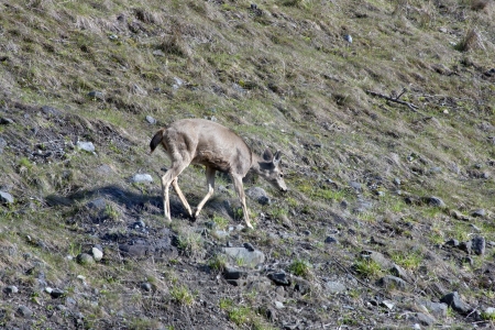 Black-Tailed Deer at Side of Roadの写真素材