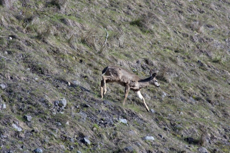 Black-Tailed Deer at Side of Roadの写真素材