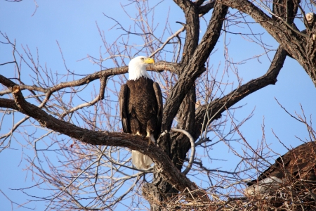 Bald Eagle - taken at Lower Klamath National Wildlife Refugeの写真素材