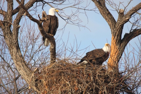 Bald Eagle Pair - taken at Lower Klamath National Wildlife Refugeの写真素材