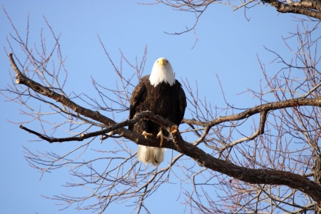 Bald Eagle - taken at Lower Klamath National Wildlife Refugeの写真素材