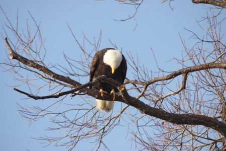 Bald Eagle - taken at Lower Klamath National Wildlife Refugeの写真素材