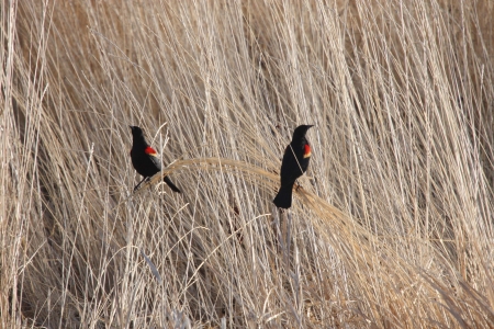 Red-Winged Blackbird - taken at Lower Klamath National Wildlife Refugeの写真素材
