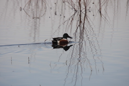 Northern Shoveler Duck - taken at Lower Klamath National Wildlife Refugeの写真素材