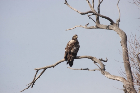 Immmature Bald Eagle on Branchの写真素材