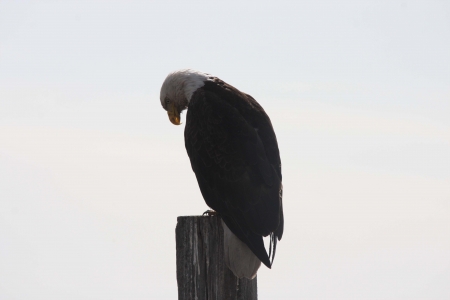 Bald Eagle - taken at Lower Klamath National Wildlife Refugeの写真素材