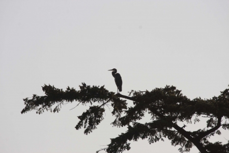 Great Blue Heronの写真素材