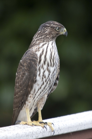 Immature Cooper Hawkの写真素材
