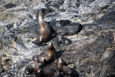 Steller Sea Lion - Photo taken at Seal Rock, Oregon の写真素材