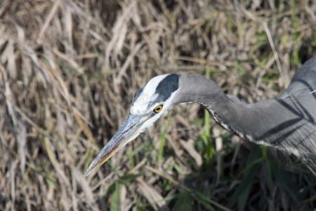 Great Blue Heron - Photo taken at Ridgefield National Wildlife Refuge, Washington の写真素材