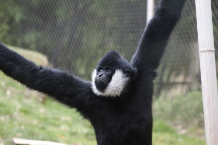 White-Cheeked Gibbonの写真素材