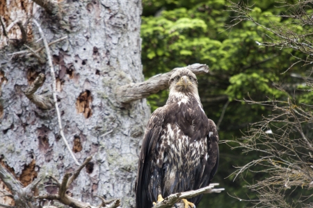 Immature Bald Eagle Perched on Limbの写真素材