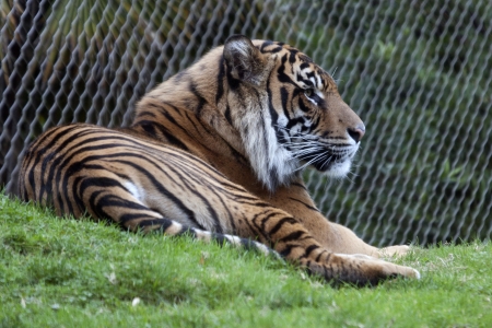 Photo taken at Point Defiance Zoo, Washington.の写真素材