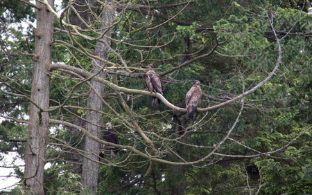 Immature Bald Eagle perched on limb.  Photo taken near Stuart Island, BC Canada.